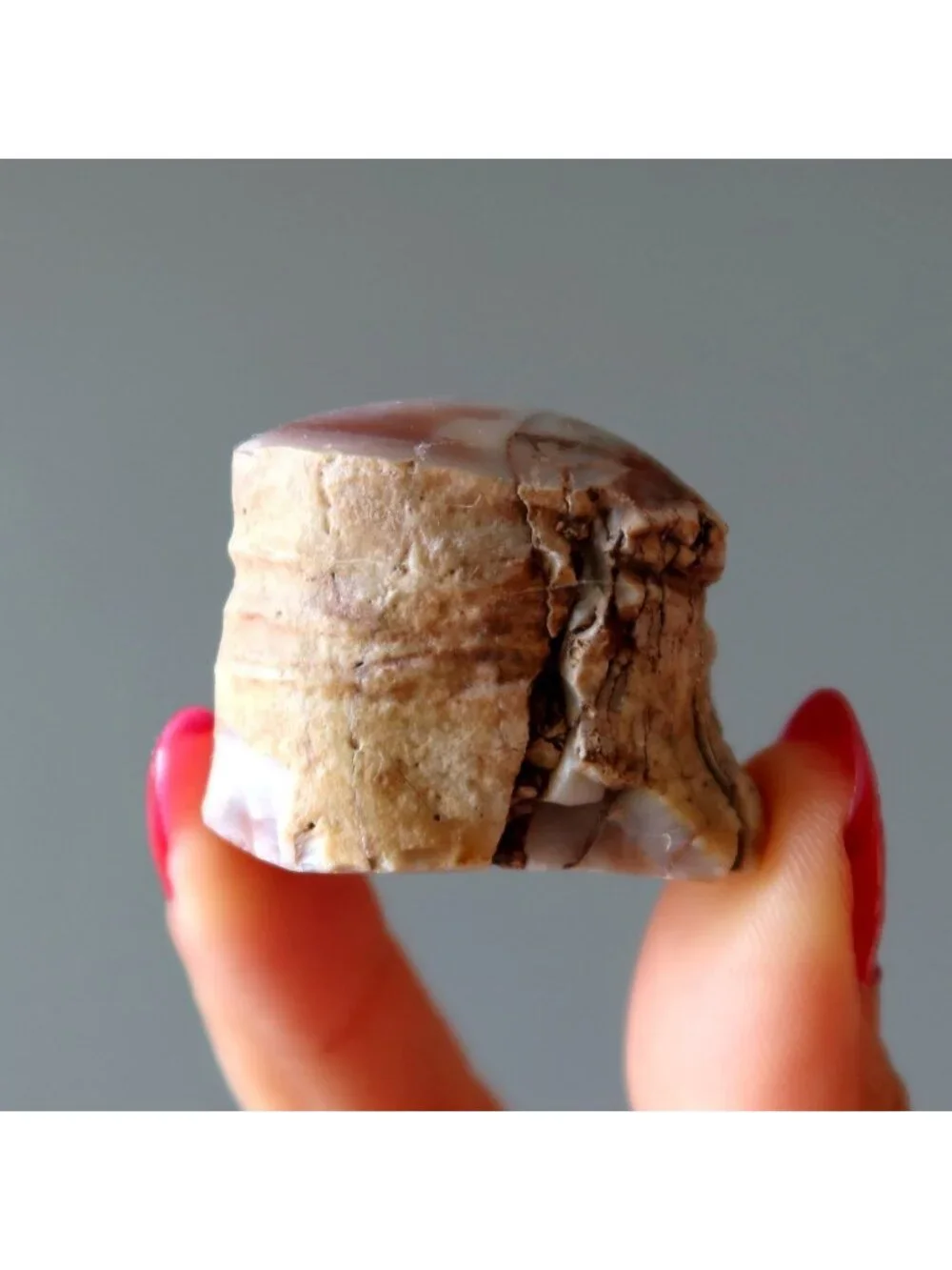 Agatized Petrified Wood Stone Specimen Pink Agate Jasper Rough Mineral